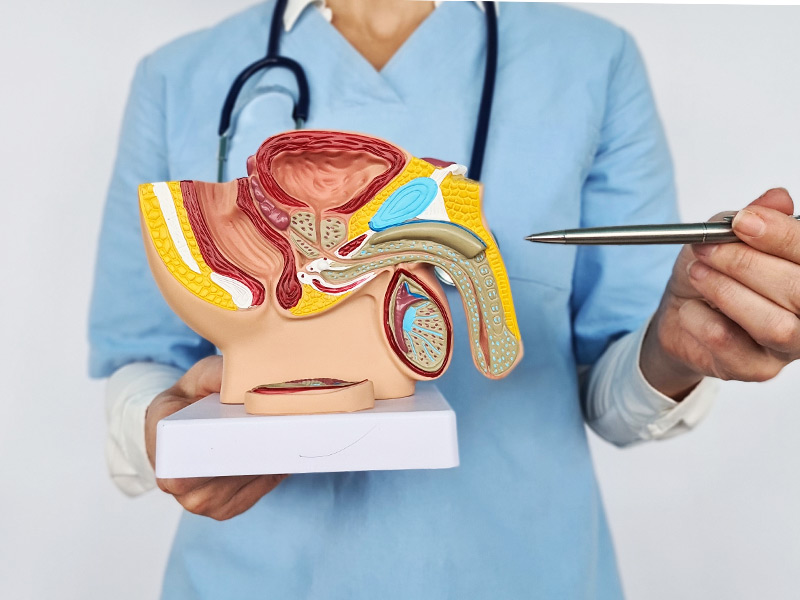 Qual o volume normal da próstata? saiba o que é esperado e quando o aumento pode ser preocupante