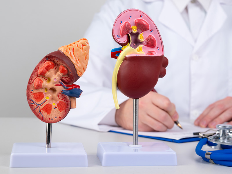 Dicas para manter a bexiga saudável e evitar infecções recorrentes.